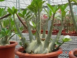 Platone Adenium Plant Arabicum Adenium Plant-thumb2