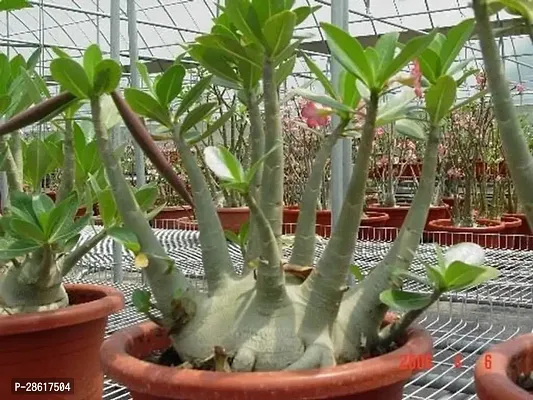 Platone Adenium Plant Arabicum Adenium Plant-thumb3