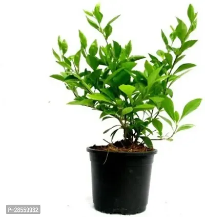 Platone Duranta Plant Duranta Plant-11-thumb0