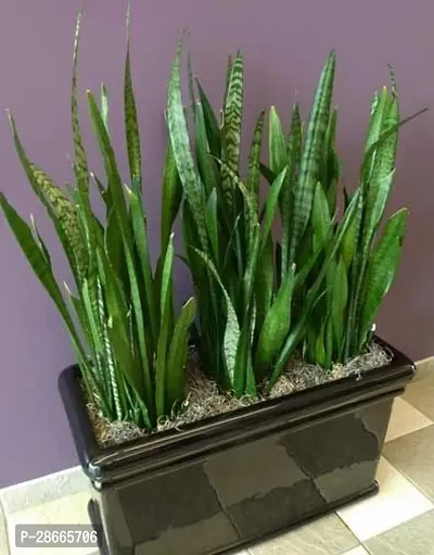 Platone Snake Plant SNAKE PLANT- FULLY MATUREAIR PURIFIER-thumb3