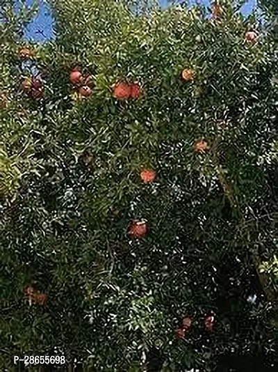 Platone Pomegranate Plant BEDANA PLANT ZZ-thumb2