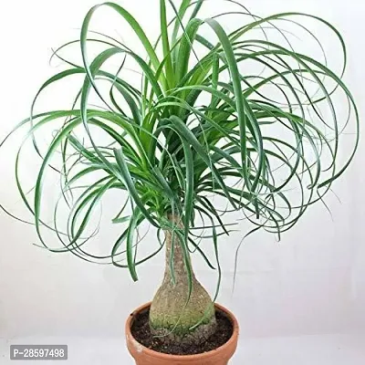 Platone Ponytail Palm Plant Joog Kook Nolina Palm, Elephant Foot, Ponytail Palm Live Plant