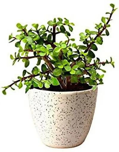 Best Selling Plant & Planters 