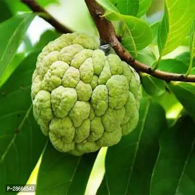 Platone Custard Apple Plant Custard AppleSharifa Plant-thumb2