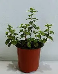 Platone Mint Plant MINT PLANT UY77-thumb1