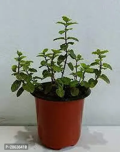 Platone Mint Plant MINT PLANT UY77-thumb2