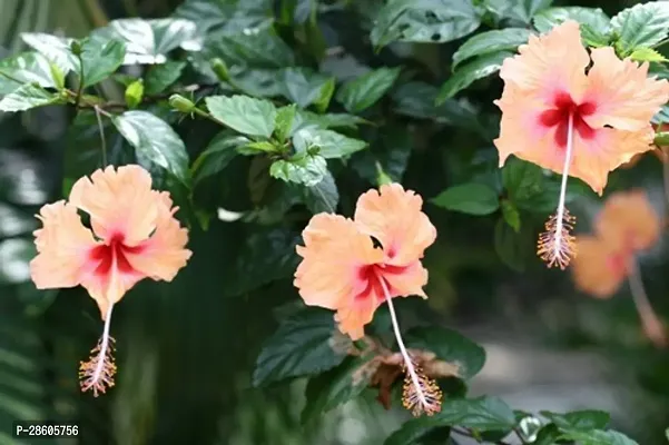 Platone Hibiscus Plant hibiscus plant 8020