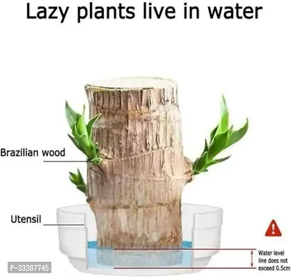 Brazil Bamboo Long Live Plant without Pot-thumb2