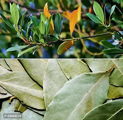 Platone Bay Leaf Plant TEJPATTA28-thumb0