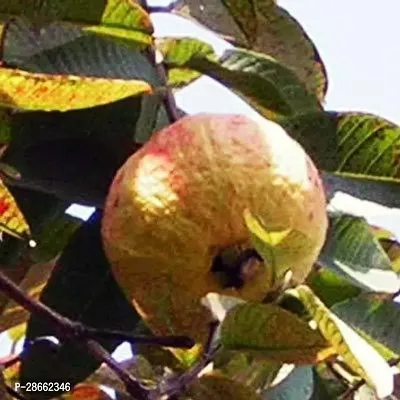 Platone Guava Plant aaravGauva!5