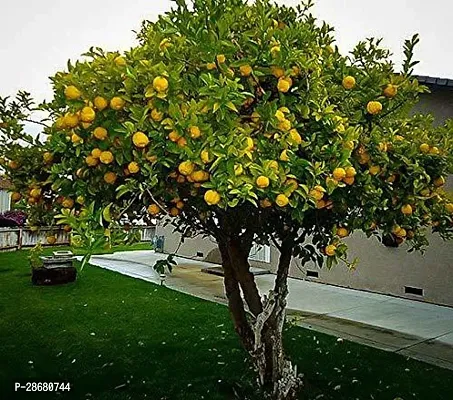 Platone Lemon Plant Lemon Plant