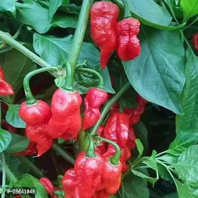 Platone MirchChilli Plant MIRCHCHILLI PLANT