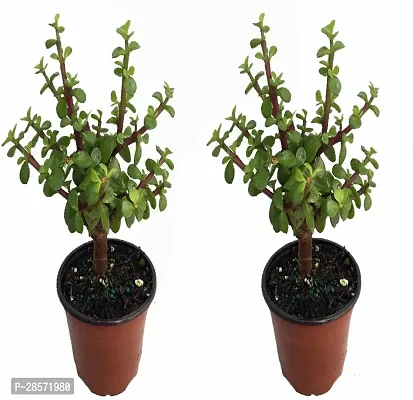 Platone Jade Plant RAHART01