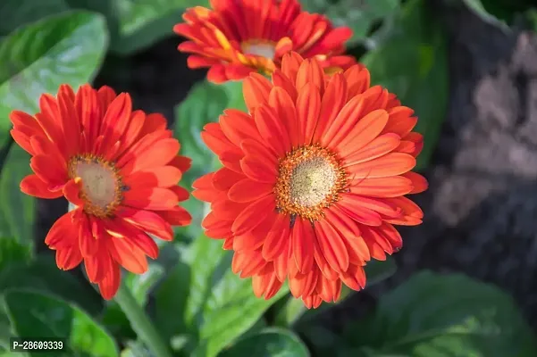 Platone Gerbera Plant GERBERA PLANT-Z22B