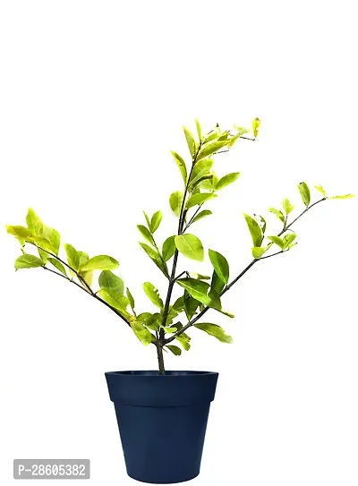 Platone Cherry Fruit Plant Cherry(Model-Lapins)plant-thumb0