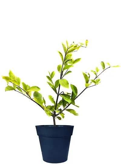 Hot Selling Plant & Planters 