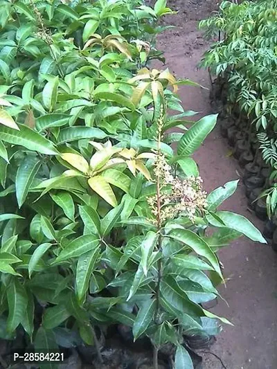 Platone Mango Plant All Time Mango Plant