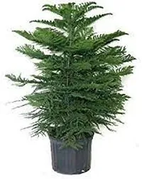 Platone Christmas Tree Plant CHRISTMASS TREE PLANT-thumb1