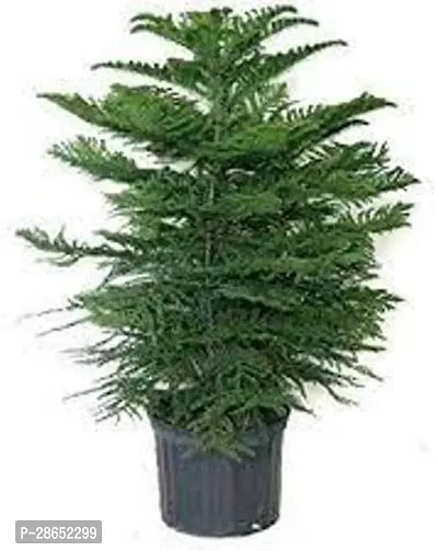 Platone Christmas Tree Plant CHRISTMASS TREE PLANT-thumb2