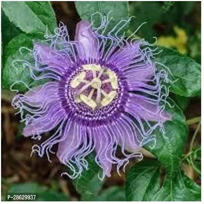 Platone Passion Plant PP-01-thumb0