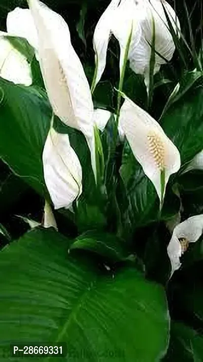 Platone Peace Lily Plant PEACE LILY OOI