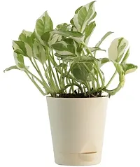 Platone White Money Plant White Money Plant With Pot-thumb1