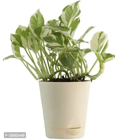 Platone White Money Plant White Money Plant With Pot-thumb2