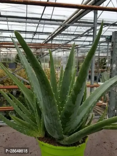 Platone Aloe Vera Plant Aloe Vera Plant CF00007