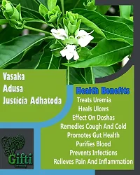 Platone Ashok Plant vasaka plant Justicia Adhatoda Medicinal Ayurvedic Plant-thumb2