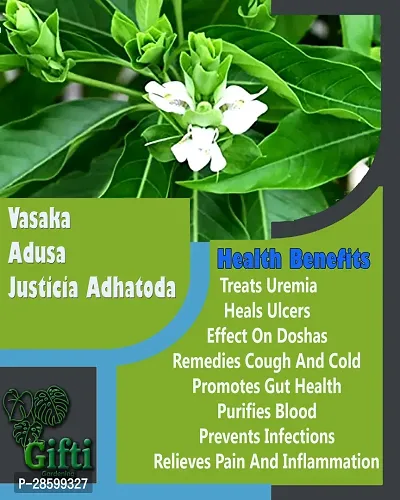 Platone Ashok Plant vasaka plant Justicia Adhatoda Medicinal Ayurvedic Plant-thumb3