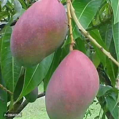 Platone Mango Plant Brunei King 4KG Variety Grafted Fruit Live PlantsTree(1.5-2 Ft Size)-thumb0