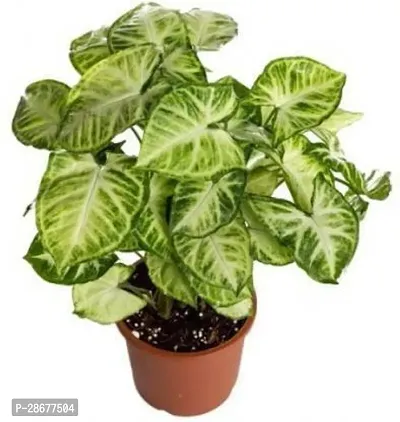 Platone Syngonium Plant Dwarf Syngonium Plant hybrid 02-thumb0