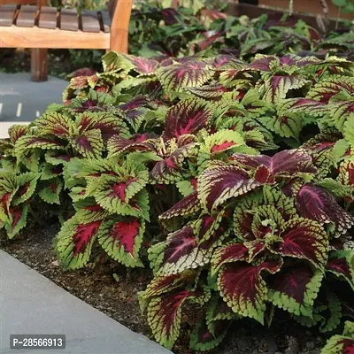 Platone Coleus Plant Coleus plant-thumb2