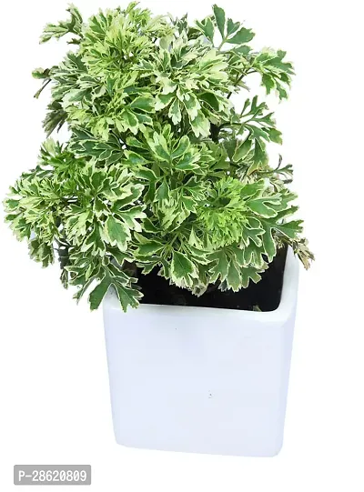 Platone Aralia Plant eco plant delhi-thumb0