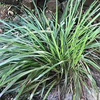 Platone Lemon Grass Plant Lemon Grass-thumb1