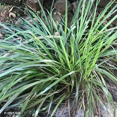 Platone Lemon Grass Plant Lemon Grass-thumb2