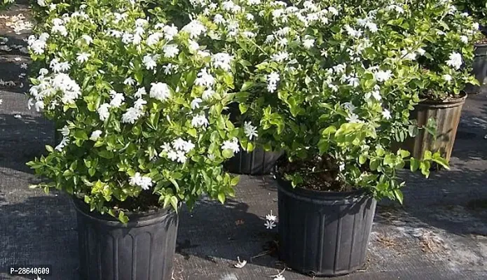 Platone Jasmine Plant E-GRDN_715