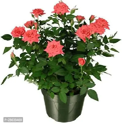 Platone Rose Plant Hybrid rose yollow and red - 1-thumb0