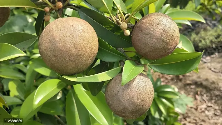 Platone Chiku Plant Chiku plant