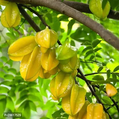 Platone Star Fruit Carambola Grafted Plant Star Fruit Plant (02)-thumb0