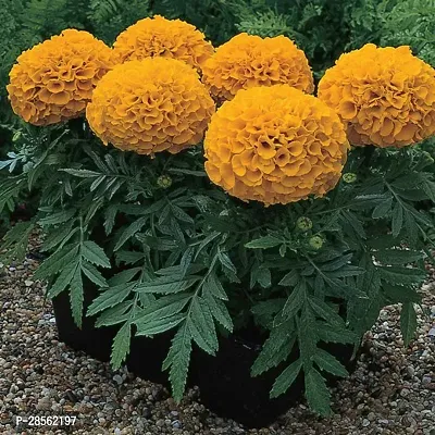 Platone Marigold Plant marigold live plant-thumb2