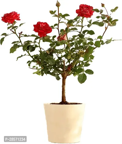 Platone Rose Plant Rose Plant(Hybrid, Pack of 1)