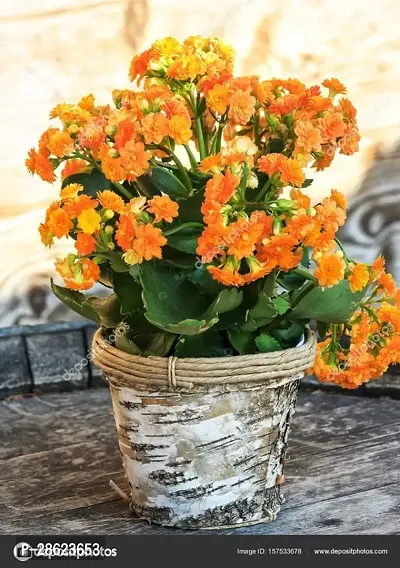 Platone Kalanchoe Plant E-GRDN_784