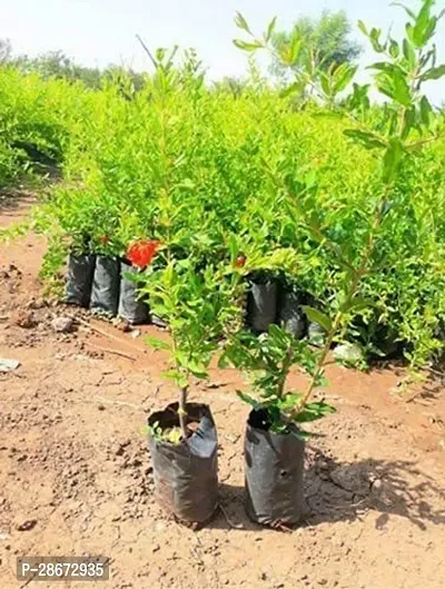 Platone Pomegranate Plant fruit13-thumb2