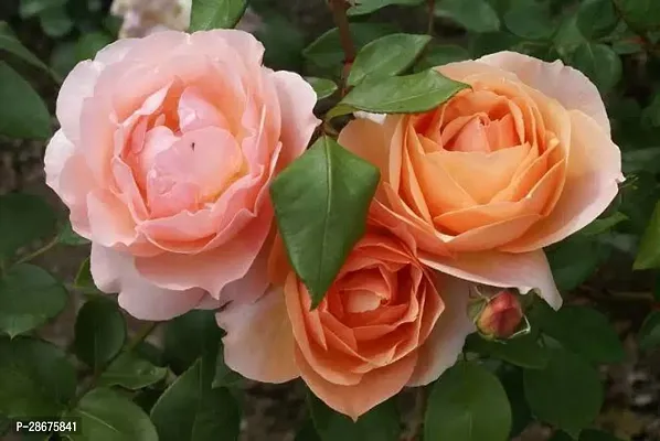 Platone Rose Plant Salmon Rose-thumb0