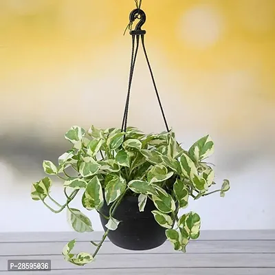Platone Money Plant Money plant marble prince, Scindapsus n joy (Hanging Basket) - Plant
