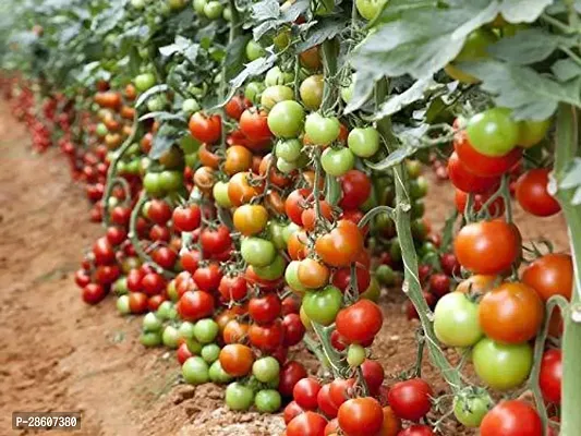 Platone Tomato Plant tamatar21-thumb0