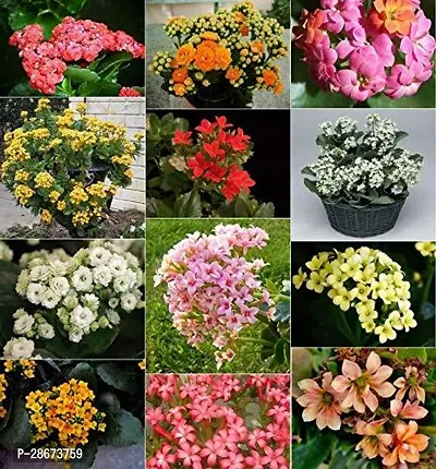 Platone Kalanchoe Plant KALNCHOE PLANT OYL7-thumb0