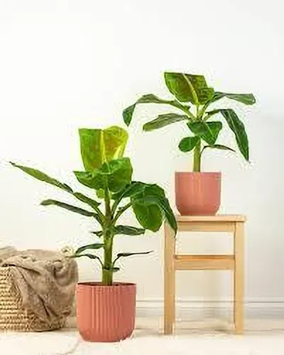 Hot Selling Plant & Planters 