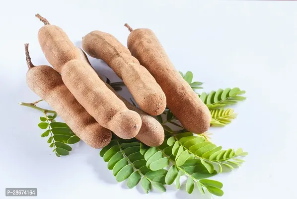 Platone Tamarind Plant RAGS945-thumb0